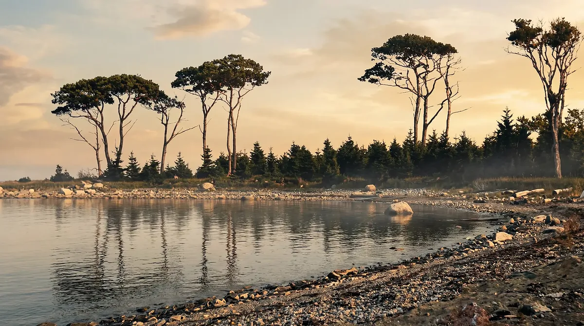 The Mystery Trees, Oak Island jigsaw puzzle on thecurseofoakisland.com