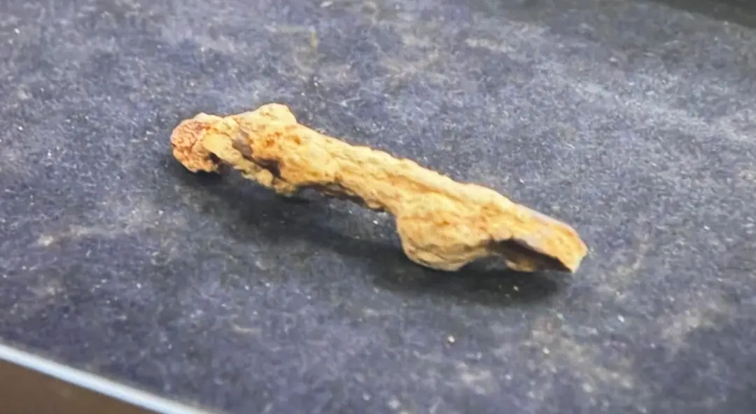 Divider Compass — colonial artifact. found at Other, Oak Island