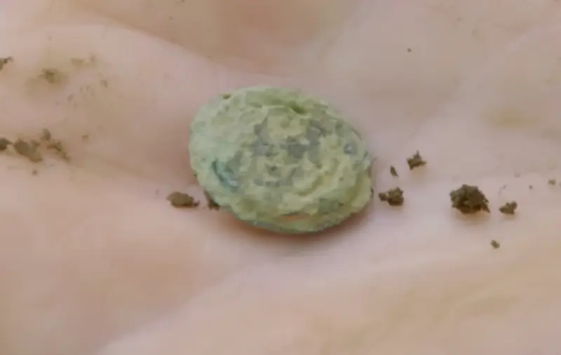 Flower Button — colonial artifact. found at Island General, Oak Island. Dated: 1700s