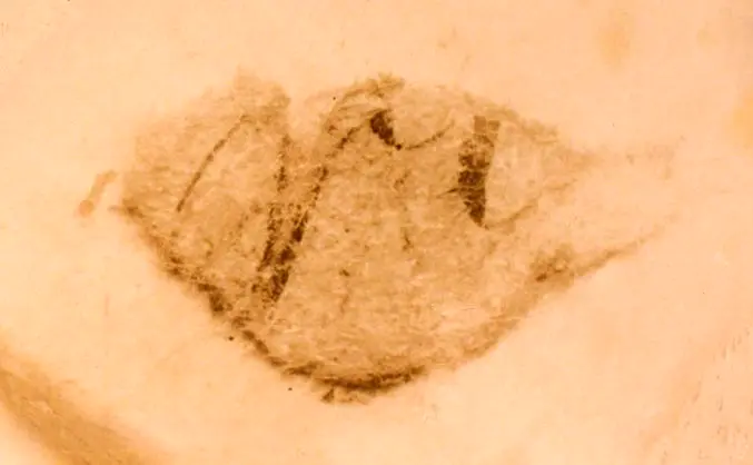 Parchment fragment