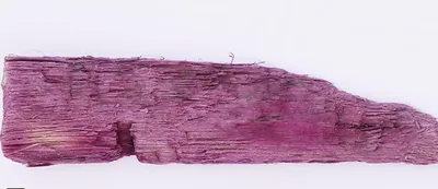 Purple-stained wood fragment