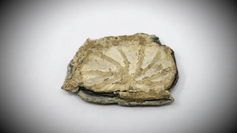 Starburst button (lead-tin) — medieval artifact. found at Island General, Oak Island. Dated: Possibly 13th century