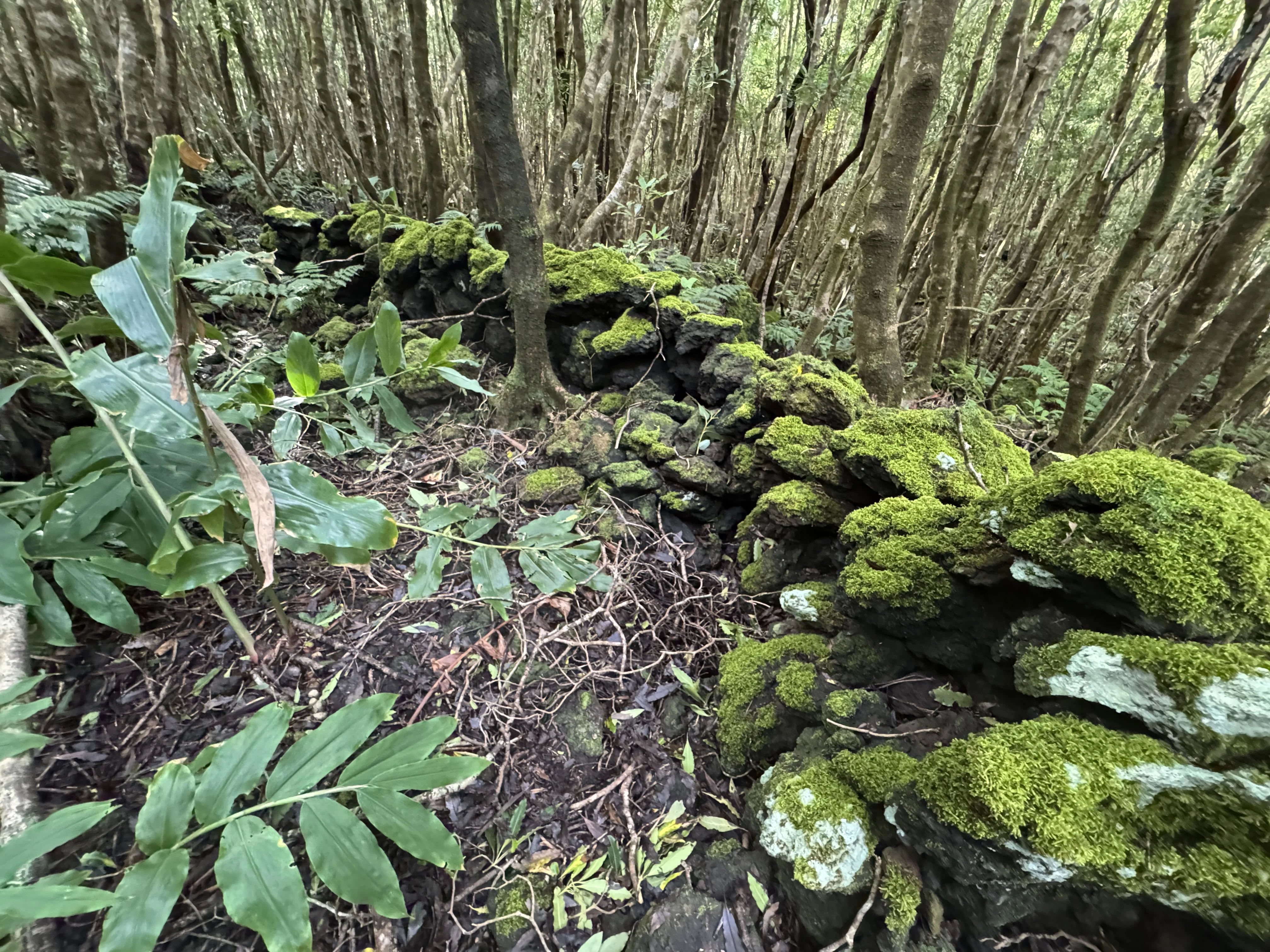 Serreta, stone constructions in the forest
